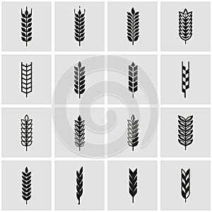 Vector black wheat ear icon set