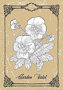 Vector black and white drawing of garden violet flower on texture background