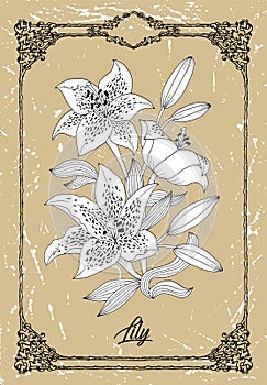 Vector black and white drawing of lily flower on texture background.