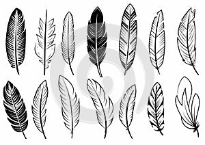Vector Black and White Feather Set, hand drawn style, vector illustration.