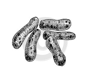 Vector Black and white illustration of Mycobacterium tuberculosis complex, Koch`s wand Vector illustraton of bactea