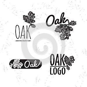 Vector black and white logo set with oak leaf and acorn