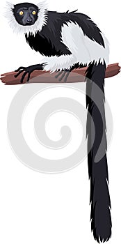 vector black-and-white ruffed lemur