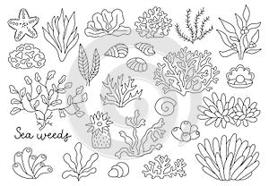Vector black and white seaweeds set. Sea or ocean plants line collection. Contour corals, actinia, luminaria, star, phyllophora,