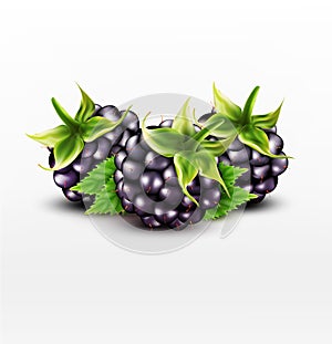 Vector blackberries on white background
