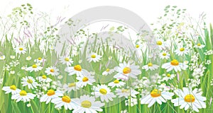 Vector blossoming daisy flowers field.