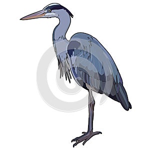 Vector blue heron, tropic bird