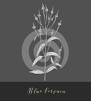 Vector blue vervain.