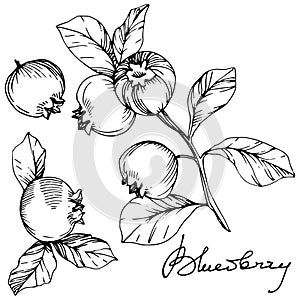 Vector Blueberry black and white engraved ink art. Berries and leaves. Isolated blueberry illustration element.