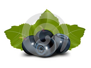 Vector. Blueberry with leaves