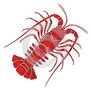 Vector boiled spiny or rock lobster