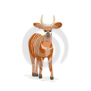 Vector Bongo Antelope central african animal isolated on white