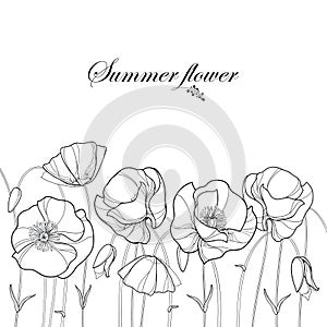 Vector border with outline Poppy flower and bud in black isolated on white background. Floral elements in contour style with poppy