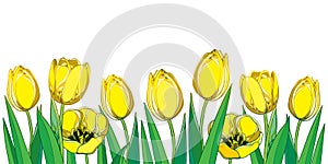 Vector border with outline yellow tulip flowers, bud and ornate green leaves isolated on white background. Horizontal composition.