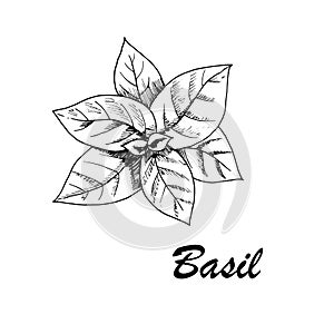 Vector botanic illustration with basil on white background.