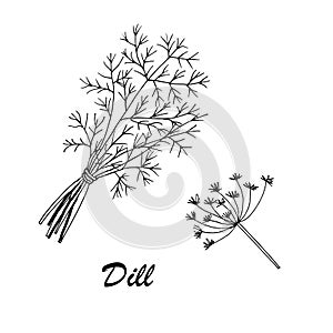 Vector botanic illustration with dill on white background.