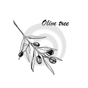 Vector botanic illustration with olive tree on white background.