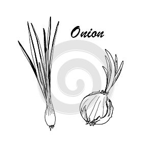 Vector botanic illustration with onion on white background.