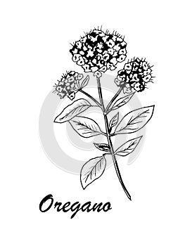 Vector botanic illustration with oregano on white background.