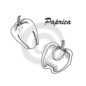 Vector botanic illustration with paprica on white background.