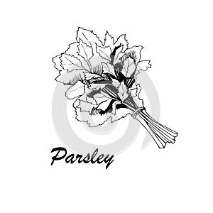 Vector botanic illustration with parsley on white background.