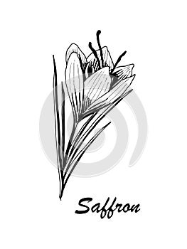 Vector botanic illustration with saffron on white background.
