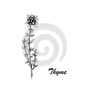 Vector botanic illustration with thyme on white background.
