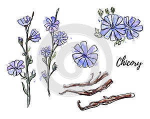 Vector botanical illustration Chicory. Hand drawn branch, flower and root of a healthy coffee substitute plant.