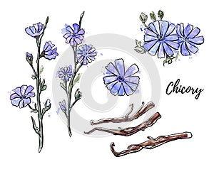 Vector botanical illustration Chicory. Hand drawn branch, flower and root of a healthy coffee substitute plant. photo