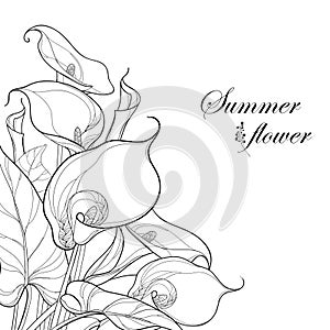 Vector bouquet with Calla lily flower or Zantedeschia in black on white background. Corner composition in contour style.