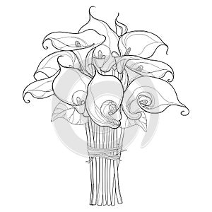 Vector bouquet with Calla lily flower or Zantedeschia with leaves in black isolated on white background. Contour floral elements.