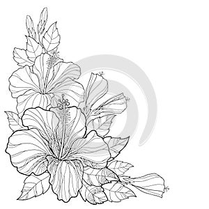Vector bouquet with Chinese Hibiscus or Hibiscus rosa-sinensis. Flower, bud and leaves isolated. Corner composition with