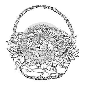 Vector bouquet of Dahlia or Dalia flower and ornate leaf in wicker basket in black isolated on white background. Bunch of Dahlia. photo