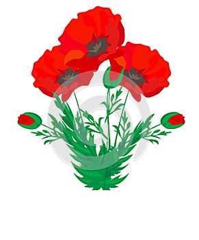 Vector. Bouquet of flowers. Blooming red poppy flowers-butterfly ladybug buds leaves isolated on white. Floral Botanical illustrat