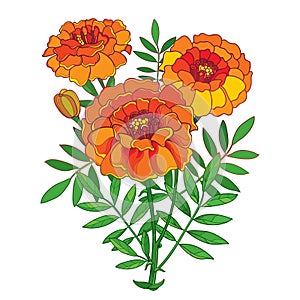 Vector bouquet with orange Tagetes or Marigold flower, bud and green leaf isolated on white background. Ornate Marigold flowers. photo