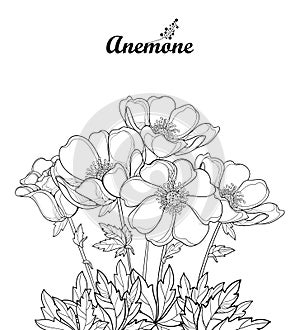 Vector bouquet with outline Anemone flower or Windflower, bud and leaves in black isolated on white background.