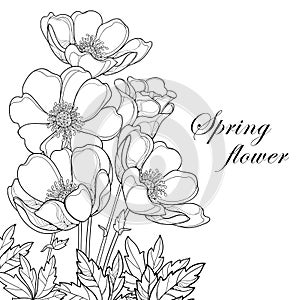 Vector bouquet with outline Anemone flower or Windflower, bud and leaves isolated on white background. Corner composition.