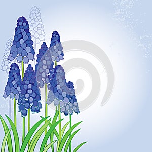 Vector bouquet with outline blue muscari or grape hyacinth flowers and green leaves on the pastel back. Spring floral elements.