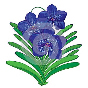 Vector bouquet with outline blue Vanda orchid flower and green leaf isolated on white background. Epiphyte tropical flower.