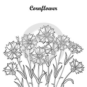 Vector bouquet with outline Cornflower or Knapweed or Centaurea flower, bud and leaf in black isolated on white background. photo