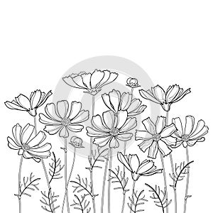 Vector bouquet with outline Cosmos or Cosmea flower bunch, ornate leaf and bud in black isolated on white background.