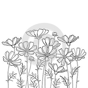 Vector bouquet with outline Cosmos or Cosmea flower bunch, ornate leaf and bud in black isolated on white background. photo