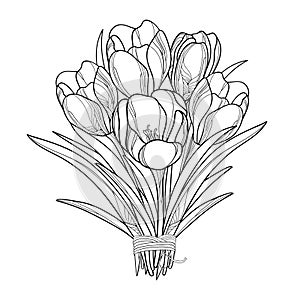 Vector bouquet with outline crocus or saffron flowers isolated on white. Ornate floral elements for spring design, greeting card.