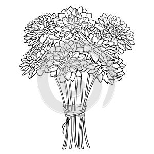 Vector bouquet of outline Dahlia or Dalia flower in black isolated on white background. Bunch of contour ornamental garden Dahlia.