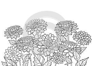 Vector bouquet of outline Dahlia or Dalia flower and ornate leaf in black isolated on white background. Bunch of contour Dahlia.