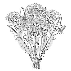 Vector bouquet with outline Dandelion flower, bud