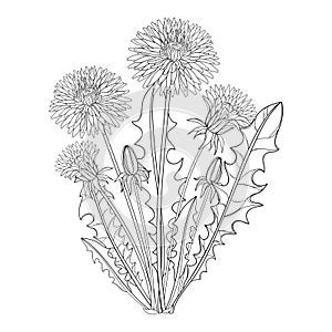 Vector bouquet with outline Dandelion or Taraxacum flower, bud and leaves isolated on white. Floral elements for spring design. photo