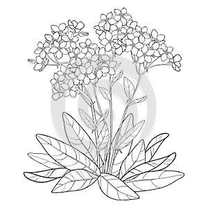 Vector bouquet with outline Forget me not or Myosotis flower, bunch, bud and leaves in black isolated on white background. photo