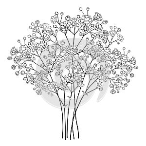 Vector bouquet of outline Gypsophila or Baby`s breath flower bunch and bud in black isolated on white background.