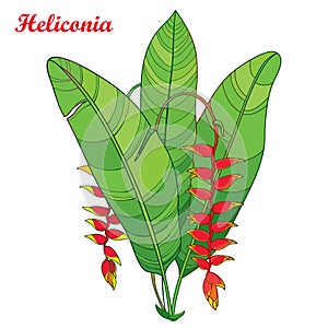 Vector bouquet with outline Heliconia rostrata or lobster claws red flower and green leaves on white background.